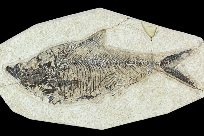 Bargain Fossil Fish (Diplomystus) - Green River Formation #129559